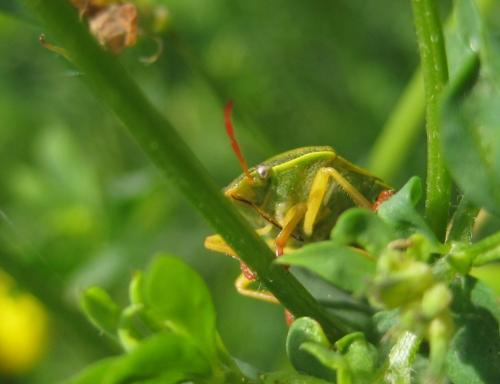 Piezodorus lituratus