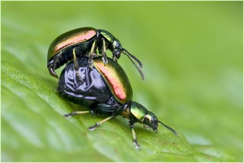 Gastrophysa viridula