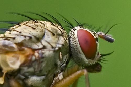 Helina sp.