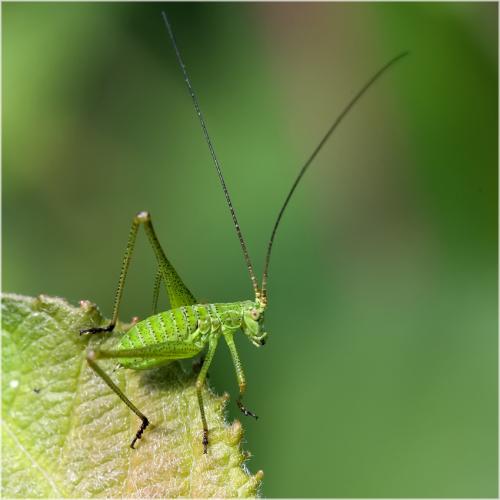 Réf. 59 147 : Phaneroptera sp.
