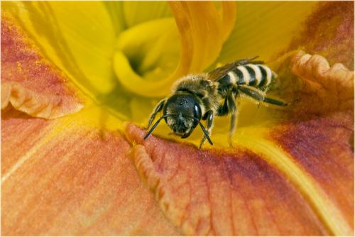 Réf. 59 411 : Halictus sp.