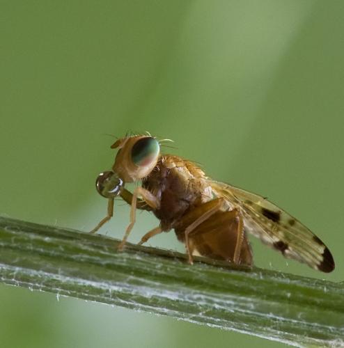 Xyphosia miliaria