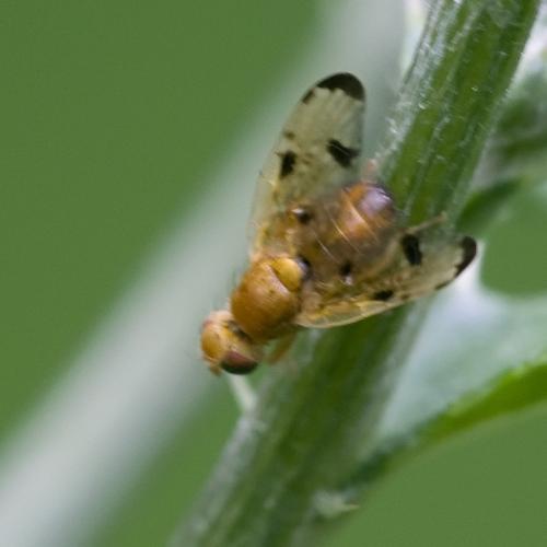 Xyphosia miliaria
