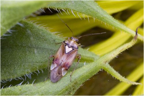 Lygus sp.