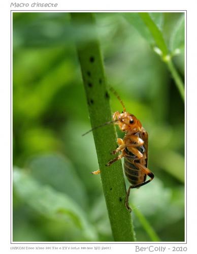 Cantharis livida