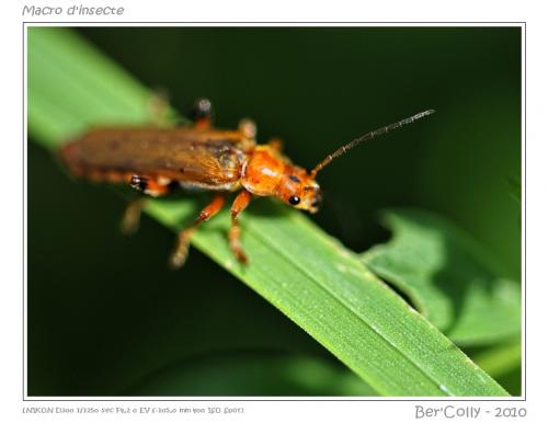 Cantharis livida