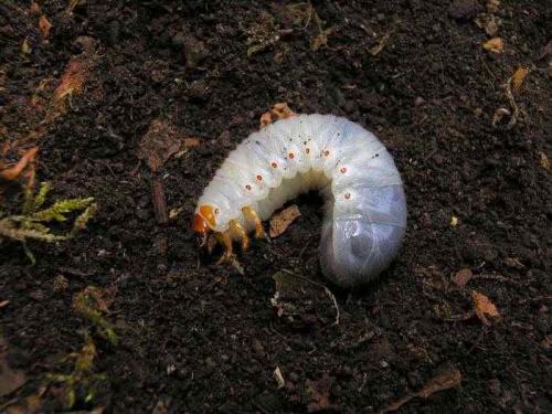 Osmoderma eremita