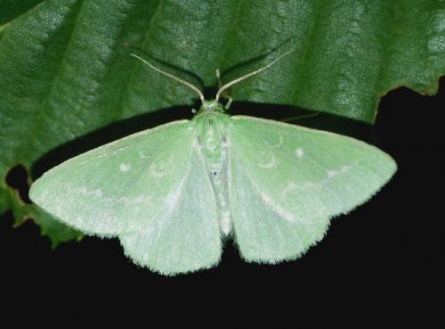 Réf. 59 748 : Thetidia smaragdaria