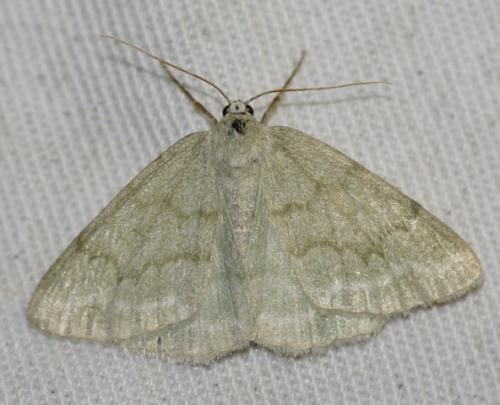 Réf. 59 749 : Pseudoterpna pruinata
