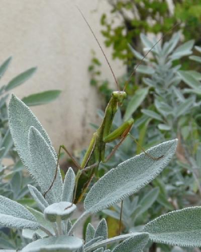 Mantis religiosa