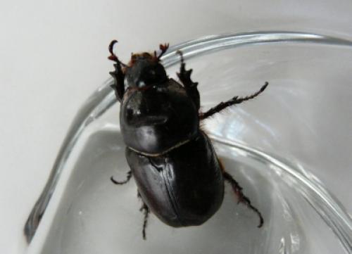 Réf. 59 060 : Oryctes nasicornis