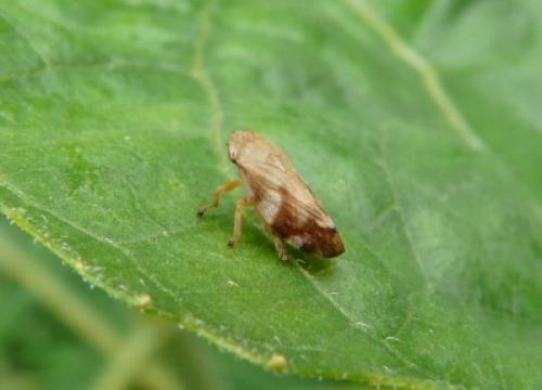 Réf. 59 061 : Philaenus spumarius