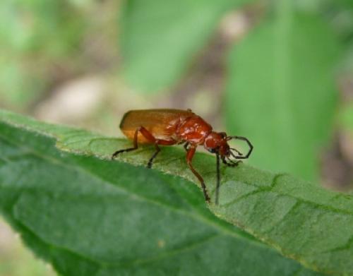 Rhagonycha fulva