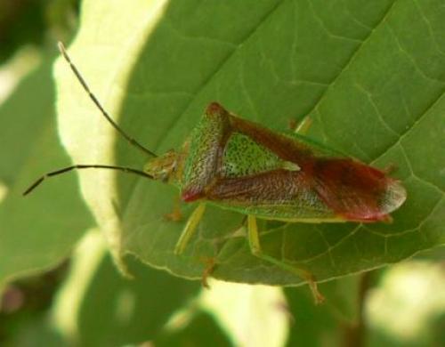 Acanthosoma haemorrhoidale haemorrhoidale