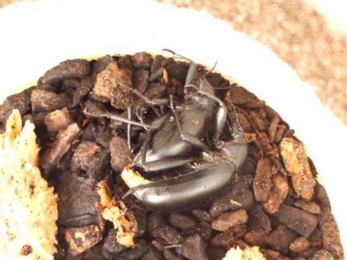 Blaps lusitanica