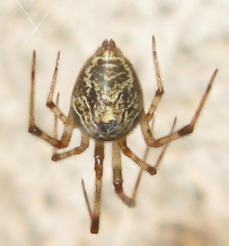 Réf. 59 243 : Parasteatoda tepidariorum