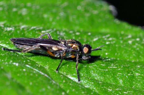 Réf. 59 312 : Actina chalybea