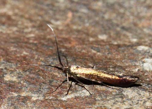 Réf. 59 901 : Coleophora trifolii