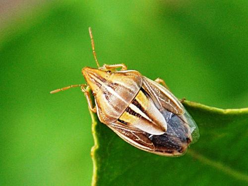Réf. 59 450 : Aelia rostrata cognata