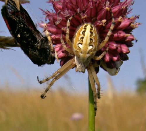 Aculepeira armida