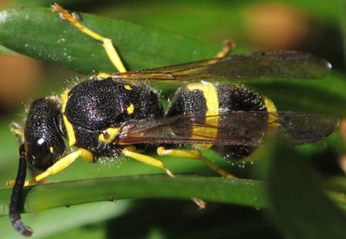 Réf. 59 452 : Ancistrocerus sp.