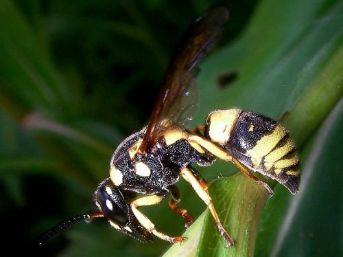 Réf. 59 996 : Eumeninae inconnu