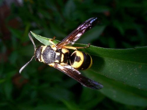 Réf. 59 997 : Eumeninae inconnu