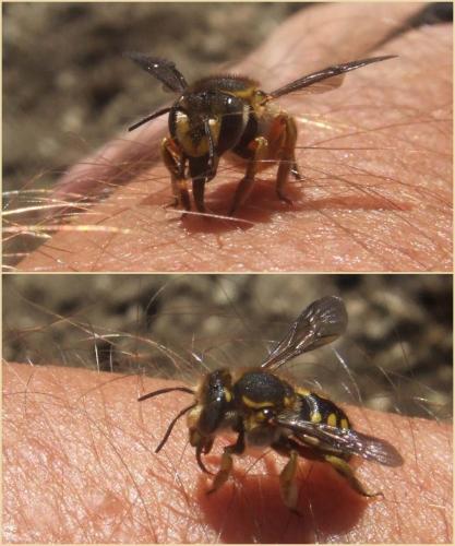 Anthidium manicatum