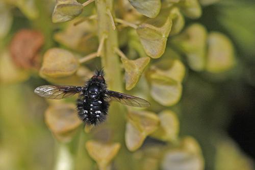Réf. 59 544 : Bombylella atra