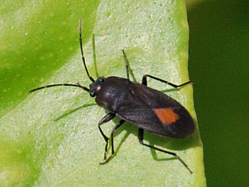 Aphanus rolandri