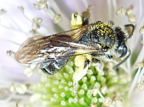 Andrena sp.