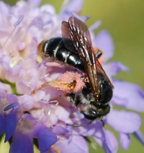 Andrena hattorfiana