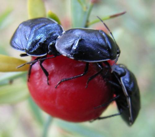 Réf. 59 854 : Canthophorus melanopterus
