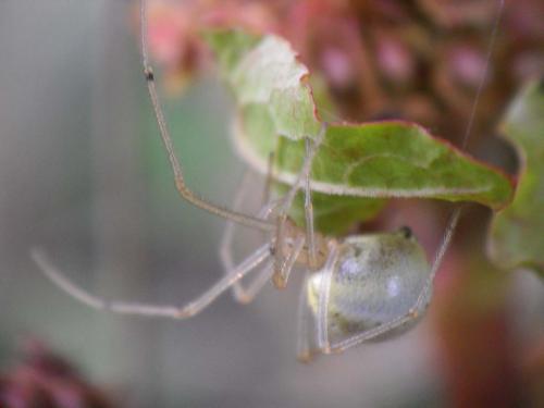 Enoplognatha sp.