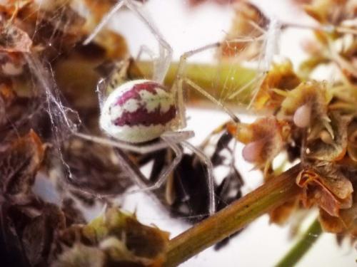 Enoplognatha sp.