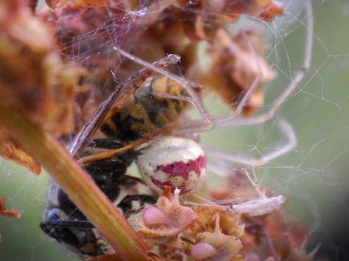 Enoplognatha sp.