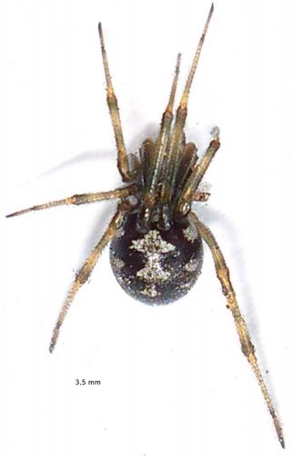 Steatoda triangulosa