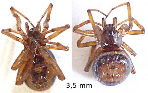 Steatoda bipunctata