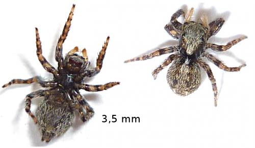 Pseudeuophrys lanigera