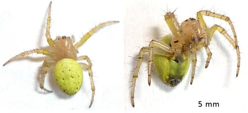 Araniella sp.