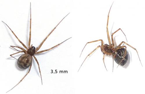 Réf. 59 216 : Lepthyphantes leprosus