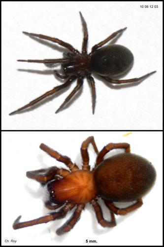 Réf. 59 296 : Titanoeca tristis