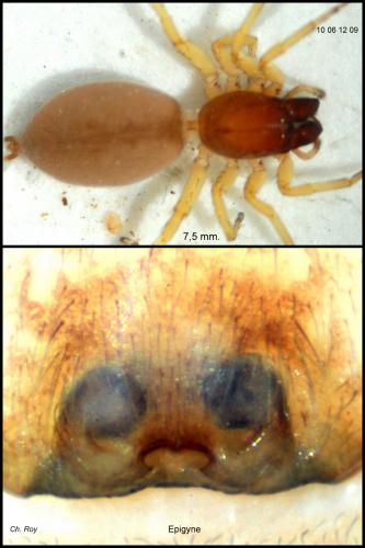 Clubiona brevipes