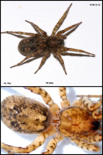 Arctosa sp.