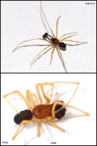 Neottiura bimaculata