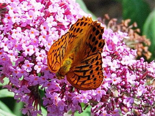 Argynnis paphia