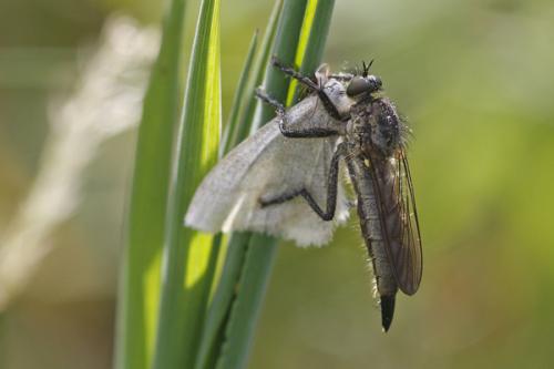Dysmachus sp.