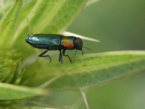 Réf. 59 453 : Anthaxia hypomelaena
