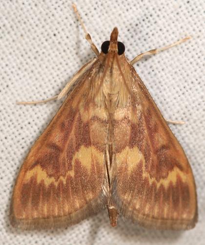 Réf. 59 838 : Ostrinia nubilalis