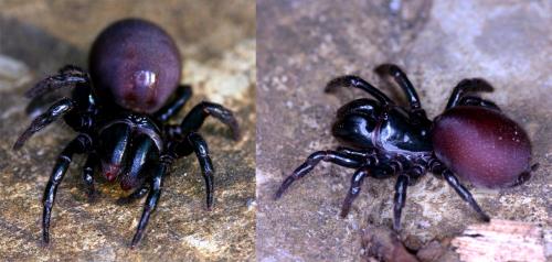 Réf. 59 010 : Atypus piceus